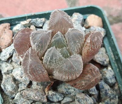 Haworthia venusta