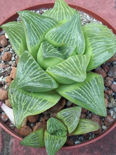 Haworthia retusa giant form