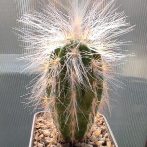 Оreocereus celsianus | 66