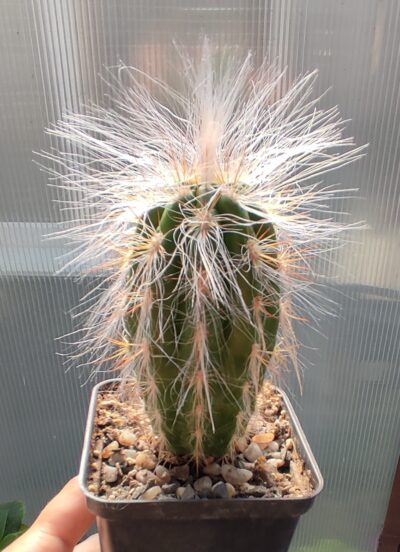 Оreocereus celsianus