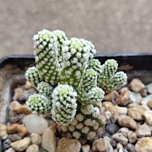 Mammillaria gracilis arizona Snowcap | 63