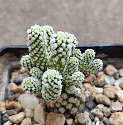 Mammillaria gracilis arizona Snowcap