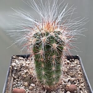 Оreocereus celsianus | 67