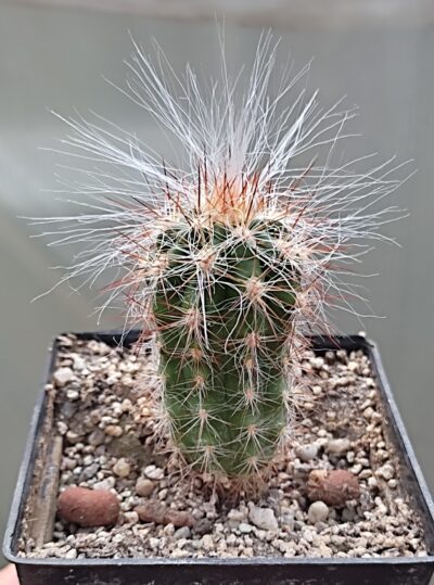 Оreocereus celsianus
