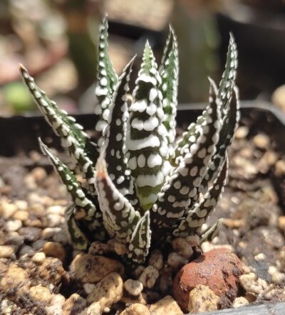 Haworthia fasciata Alba - Зображення 2
