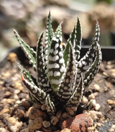 Haworthia fasciata Alba