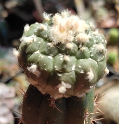 Astrophytum asterias Kikko - Зображення 2