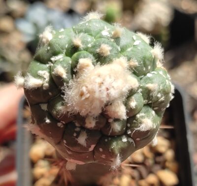 Astrophytum asterias Kikko