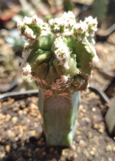 ASTROPHYTUM MYRIOSTIGMA CV FUKURYU HYOZAN - Зображення 3