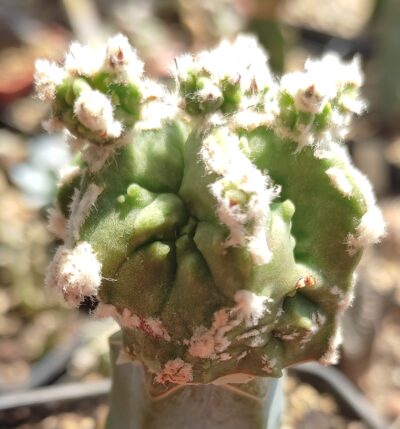 ASTROPHYTUM MYRIOSTIGMA CV FUKURYU HYOZAN