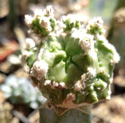 ASTROPHYTUM MYRIOSTIGMA CV FUKURYU HYOZAN - Зображення 2