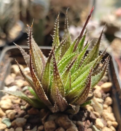 haworthia variegata var. petrophila - Зображення 2
