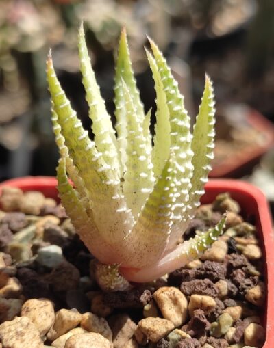 Haworthia attenuata v.chlorofilarm - Зображення 2