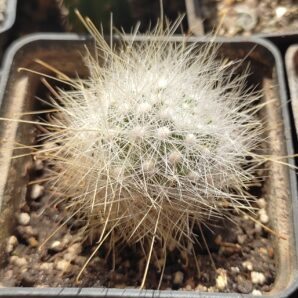 mamillopsis senilis | 62