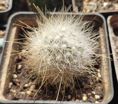 mamillopsis senilis