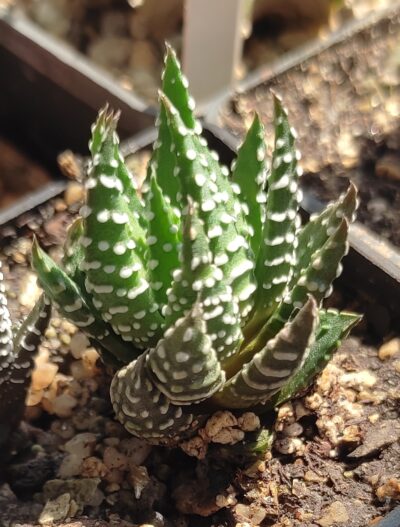 Haworthia reinwardtii peddiensis. - Зображення 2