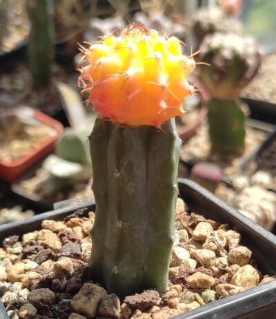 gymnocalycium mihanovichii variegata - Зображення 2