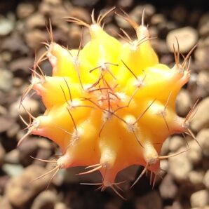 gymnocalycium mihanovichii variegata | 43