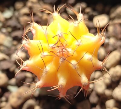 gymnocalycium mihanovichii variegata
