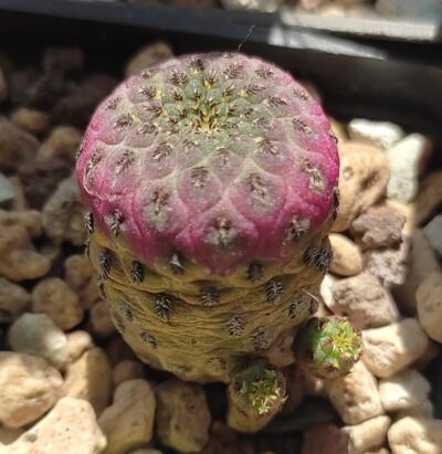 sulcorebutia rauschii wr 289