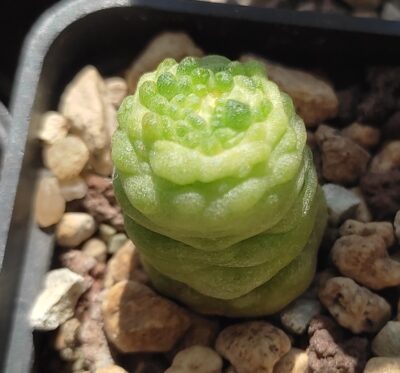 mammilaria bocasana Fred