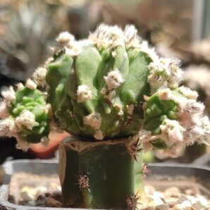 ASTROPHYTUM MYRIOSTIGMA CV FUKURYU HYOZAN | 6