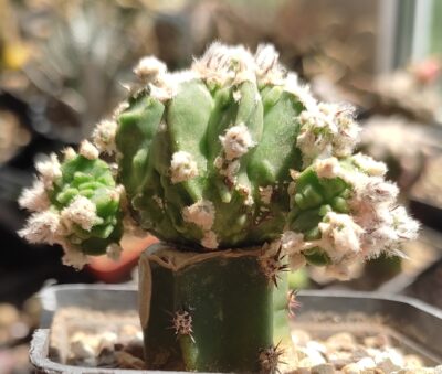ASTROPHYTUM MYRIOSTIGMA CV FUKURYU HYOZAN