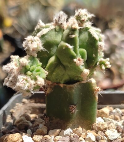 ASTROPHYTUM MYRIOSTIGMA CV FUKURYU HYOZAN - Зображення 2