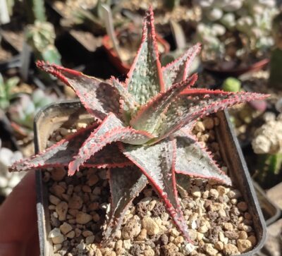 aloe Donnie