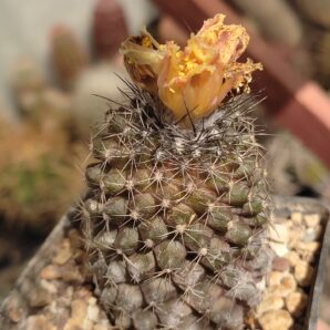 COPIAPOA TENUISSIMA | 17