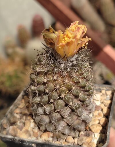 COPIAPOA TENUISSIMA