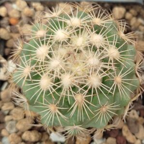 Coryphantha echinus | 20