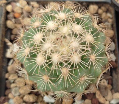 Coryphantha echinus