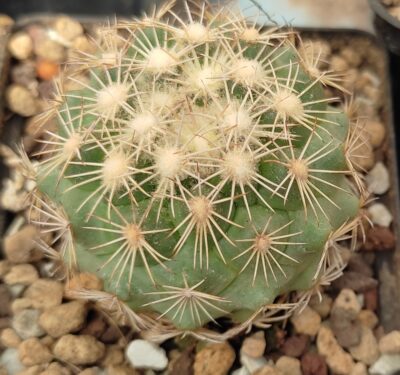 Coryphantha echinus - Зображення 2