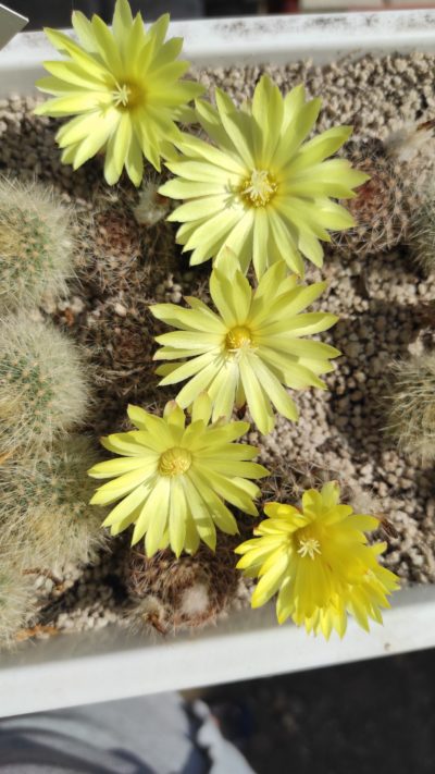 PARODIA FORMOSA (CARDENASII) - Зображення 4