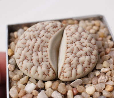Lithops gracilidelineata v.waldroniae C189 - Зображення 2