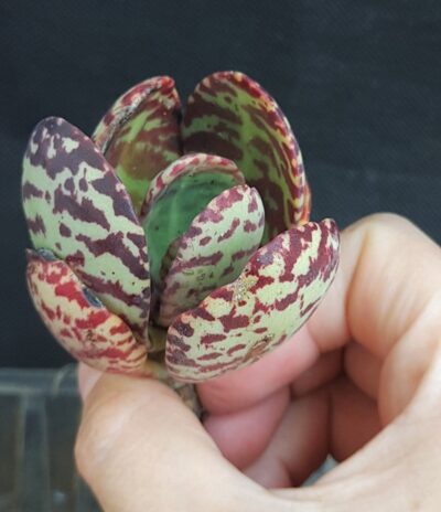 Kalanchoe figueiredo