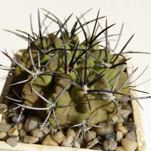 Neoporteria paucicostata
