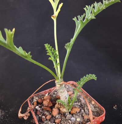Pelargonium carnosum