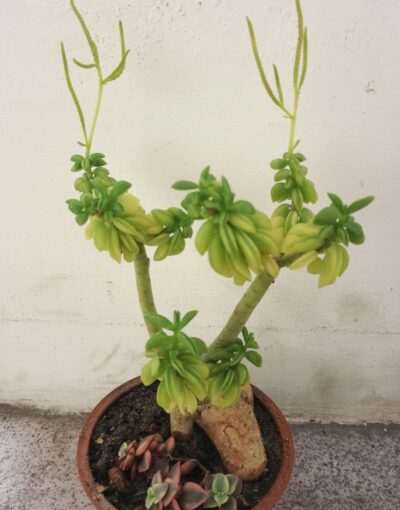 Peperomia nivalis