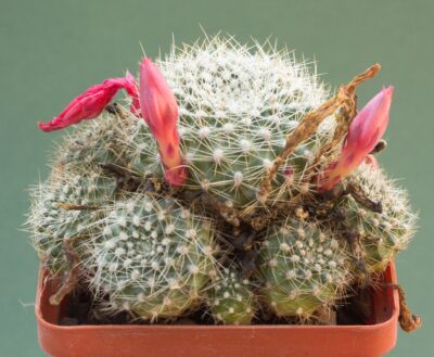 Rebutia senilis