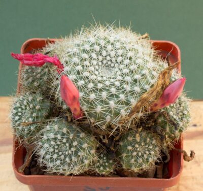 Rebutia senilis - Зображення 3