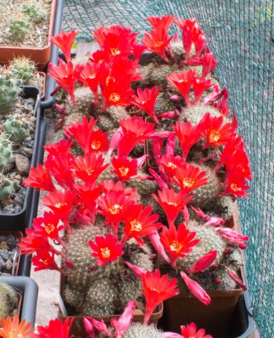 Rebutia senilis - Зображення 2