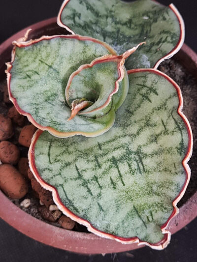 Sansevieria silver blue