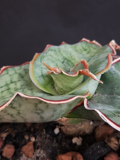 Sansevieria silver blue - Зображення 2