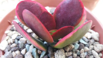 Crassula "CLAVATA" variegata