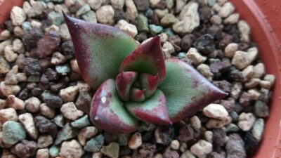 ECHEVERIA agavoides "BAOLIANG" - Зображення 2