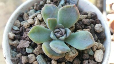 ECHEVERIA "TYNIE BURGER" - Зображення 2