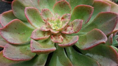 ECHEVERIA "NOBLE" - Зображення 3