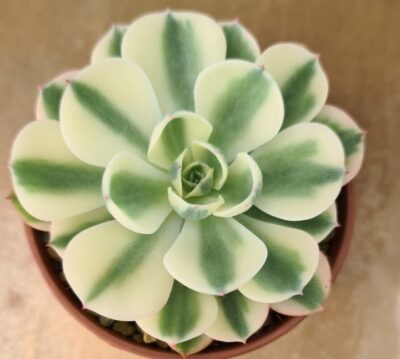 ECHEVERIA "Compton Carousel" - Зображення 2